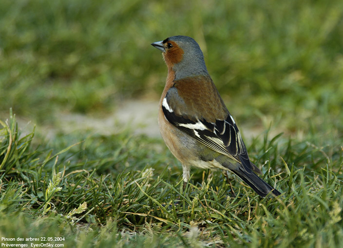 Nature/Birds/P/pinson_des_arbres_DSC_8941.jpg