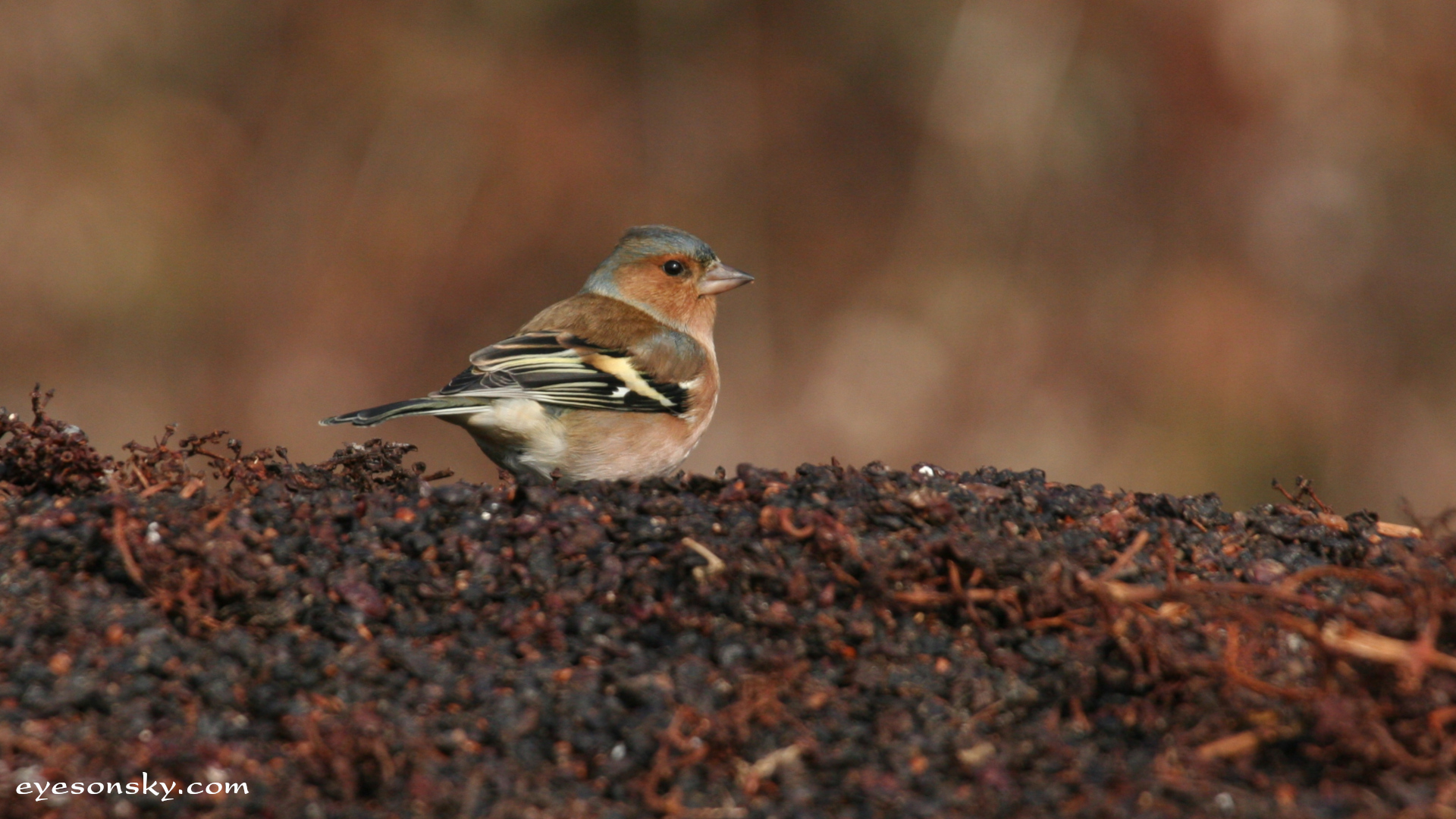 Nature/Birds/P/pinson_des_arbres_IMG_2400.jpg