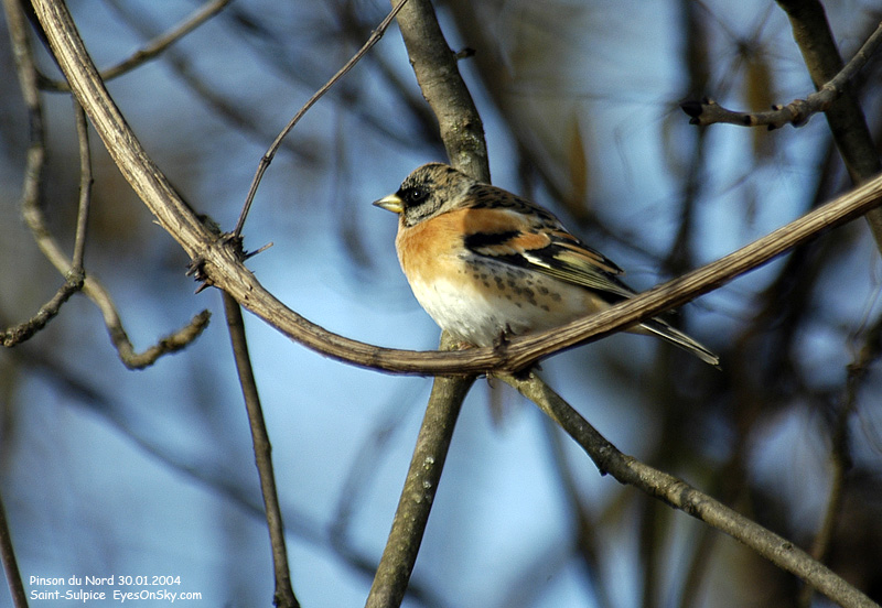 Nature/Birds/P/pinson_du_nord_DSC_5438.jpg