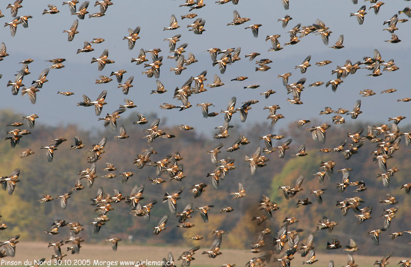 Nature/Birds/P/pinson_du_nord_IMG_5063.jpg