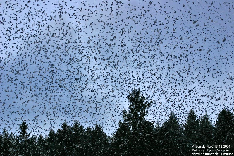 Nature/Birds/P/pinson_du_nord_IMG_9578.jpg