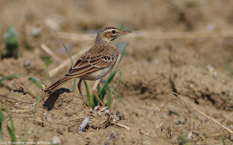 Nature/Birds/P/pipit-rousseline-IMG_0451.jpg