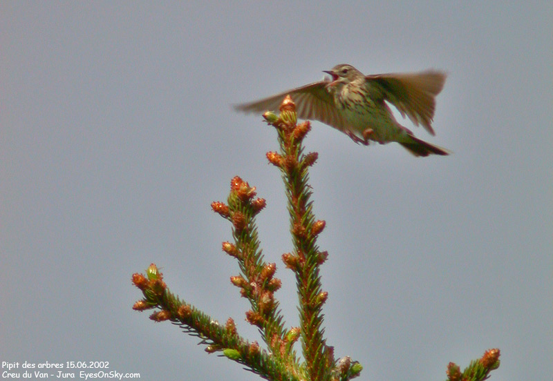 Nature/Birds/P/pipit_des_arbres_Dscn4020.jpg