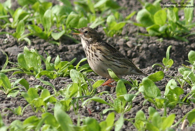 Nature/Birds/P/pipit_farlouse_IMG_1912.jpg
