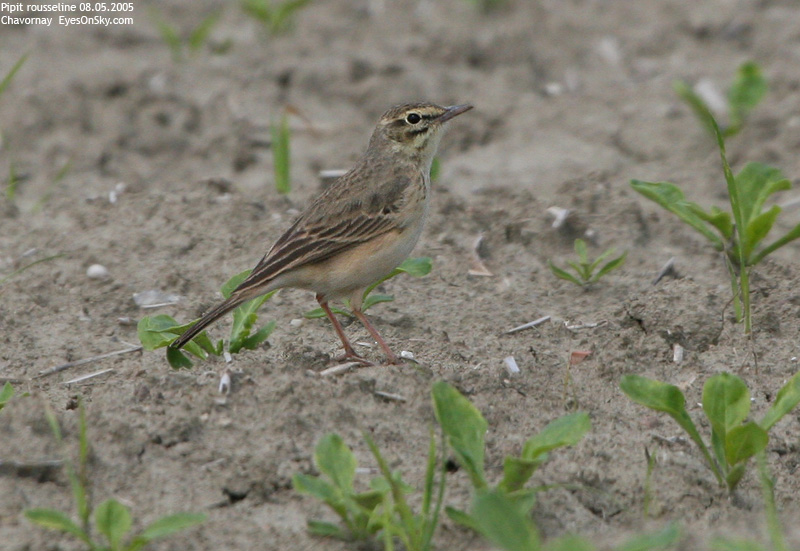 Nature/Birds/P/pipit_rousseline_IMG_3955.jpg