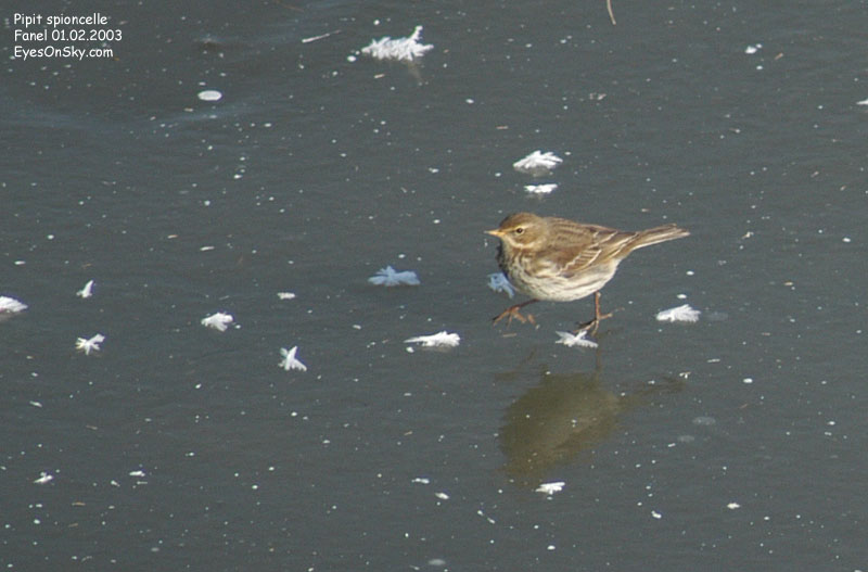 Nature/Birds/P/pipit_spioncelle_DSC_3755.jpg