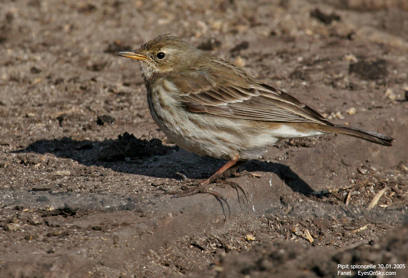 Nature/Birds/P/pipit_spioncelle_IMG_2002.jpg