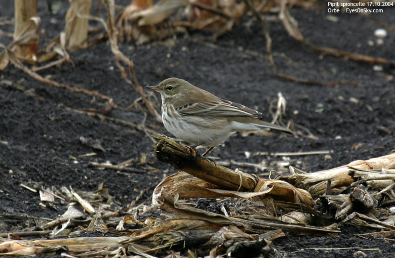 Nature/Birds/P/pipit_spioncelle_IMG_7522.jpg