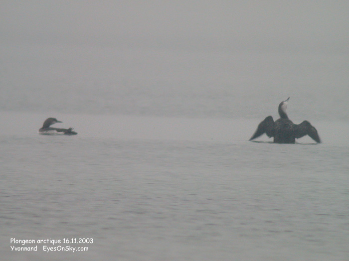 Nature/Birds/P/plongeon_arctique_DSCN1449.jpg