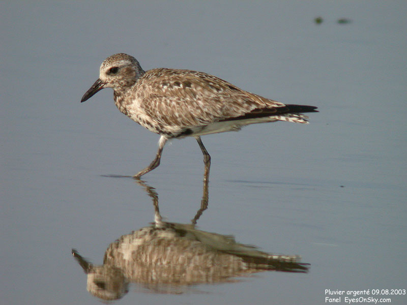 Nature/Birds/P/pluvier_argente_DSCN0037.jpg