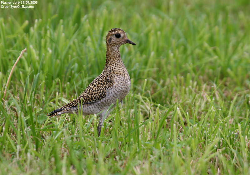 Nature/Birds/P/pluvier_dore_IMG_0959.jpg