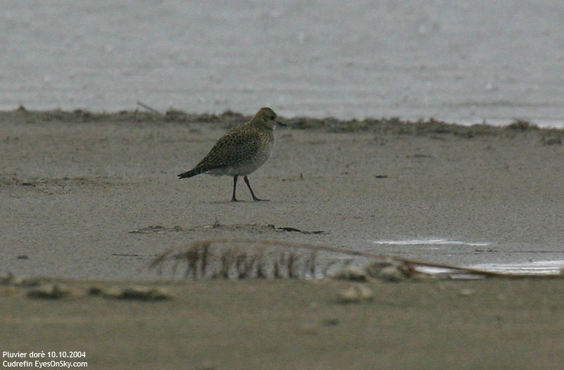 Nature/Birds/P/pluvier_dore_IMG_7128.jpg