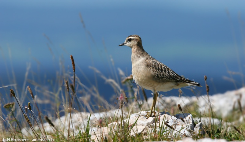 Nature/Birds/P/pluvier_guignard_IMG_3665.jpg