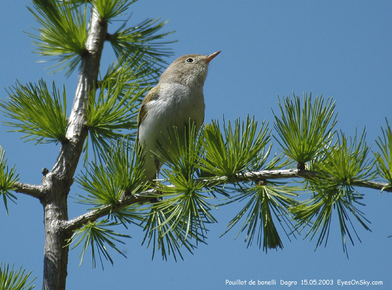 Nature/Birds/P/pouillot_de_bonelli_DSC_0874.jpg