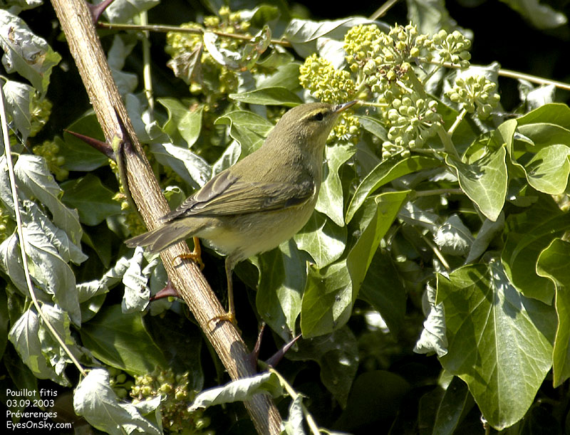 Nature/Birds/P/pouillot_fitis_DSC_2754.jpg