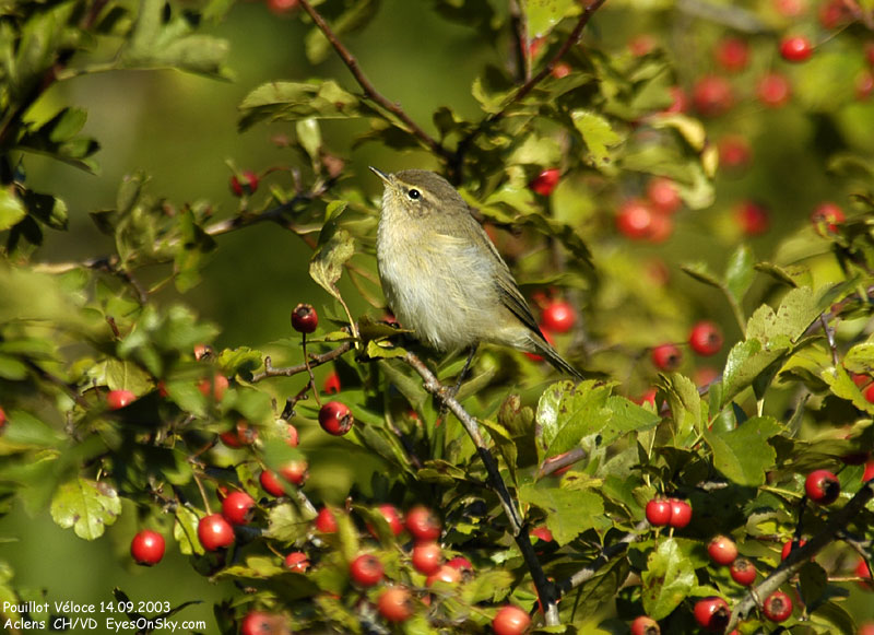 Nature/Birds/P/pouillot_veloce_DSC_3189.jpg