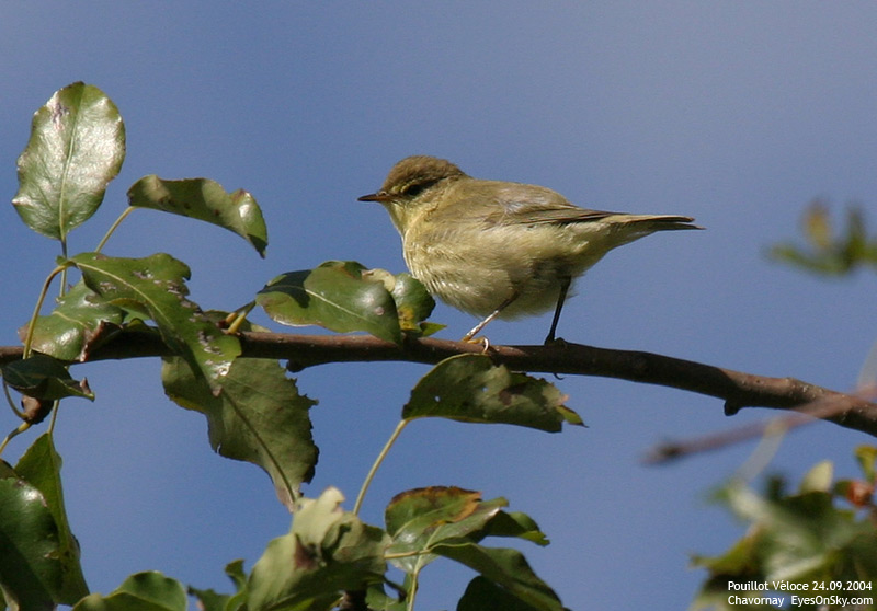 Nature/Birds/P/pouillot_veloce_IMG_6402.jpg