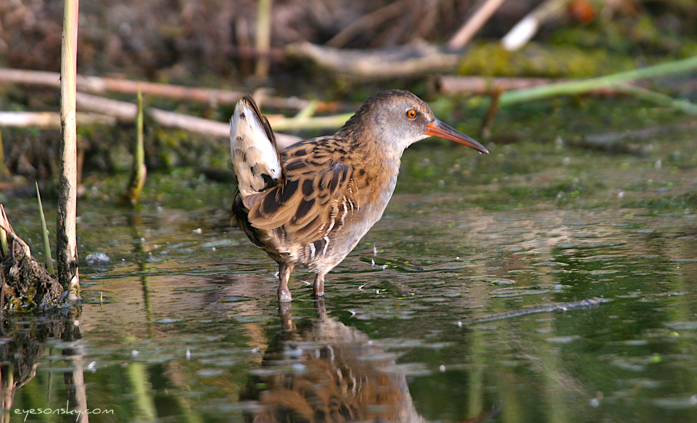 Nature/Birds/Q-S/rale-deau-IMG_5605.jpg