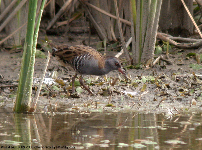Nature/Birds/Q-S/rale_deau_DSCN0208.jpg