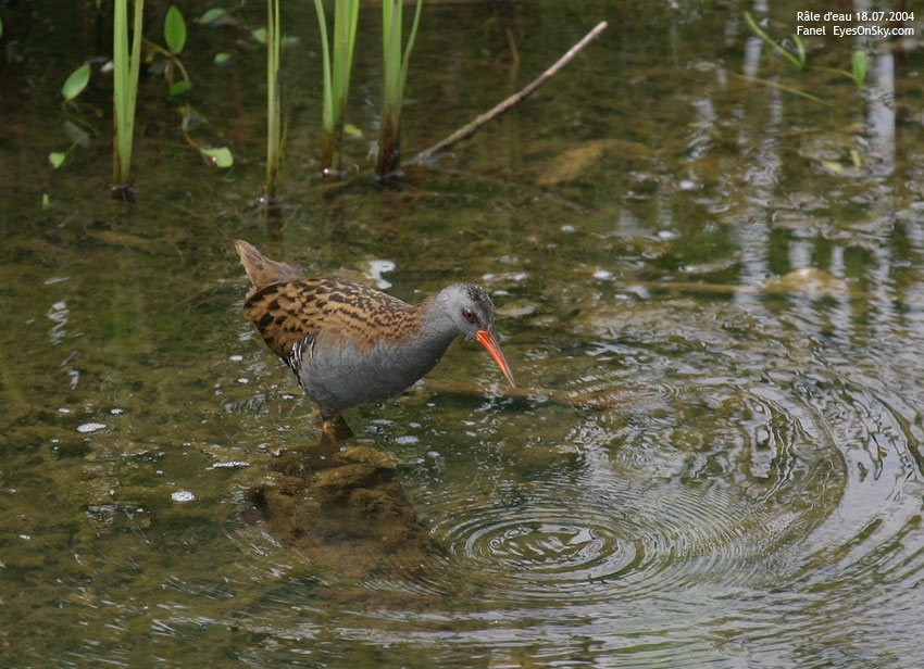 Nature/Birds/Q-S/rale_deau_IMG_4765.jpg