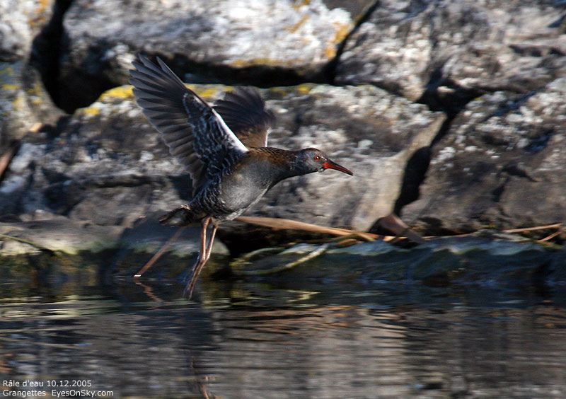 Nature/Birds/Q-S/rale_deau_IMG_9940.jpg