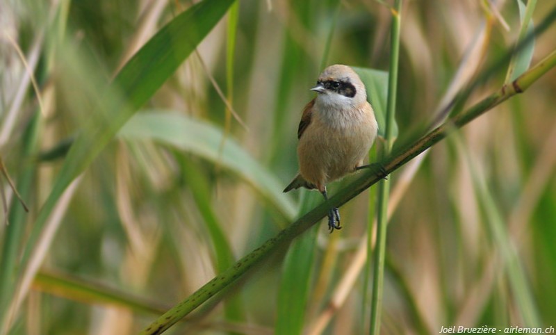 Nature/Birds/Q-S/remiz-penduline-IMG_5218.jpg
