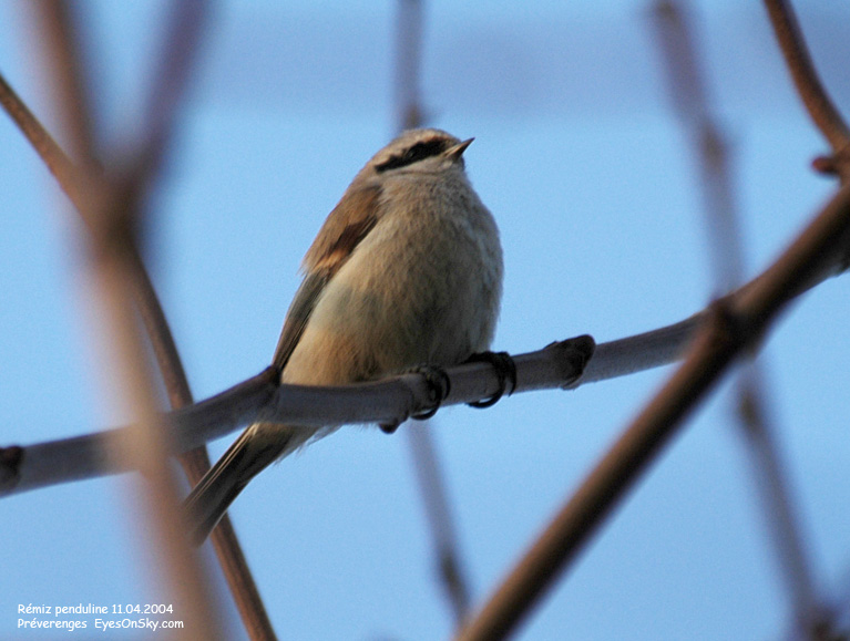 Nature/Birds/Q-S/remiz_penduline_DSC_6849.jpg
