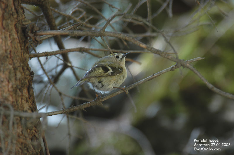 Nature/Birds/Q-S/roitelet_huppe_DSC_0408.jpg
