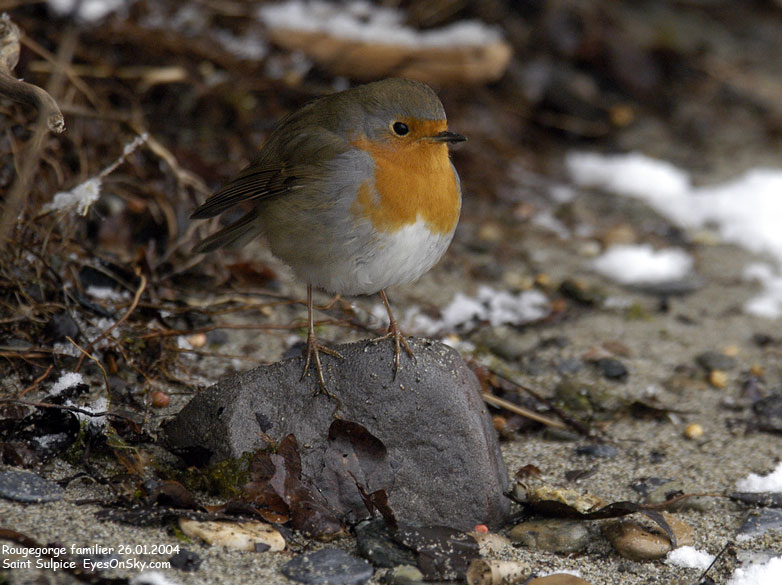Nature/Birds/Q-S/rougegorge_familier_DSC_5300.jpg