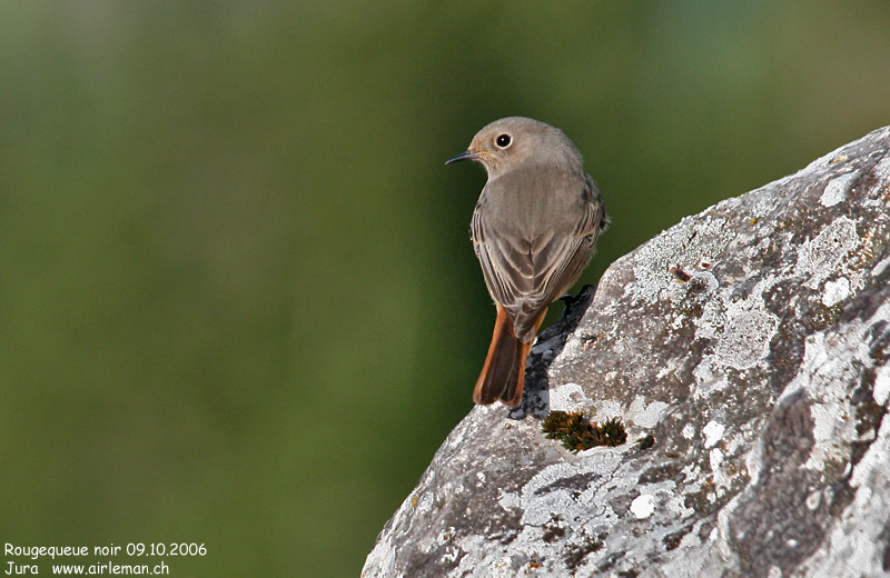 Nature/Birds/Q-S/rougequeue_noir_IMG_6120.jpg