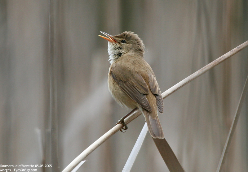 Nature/Birds/Q-S/rousserolle_effarvatte_IMG_3652.jpg