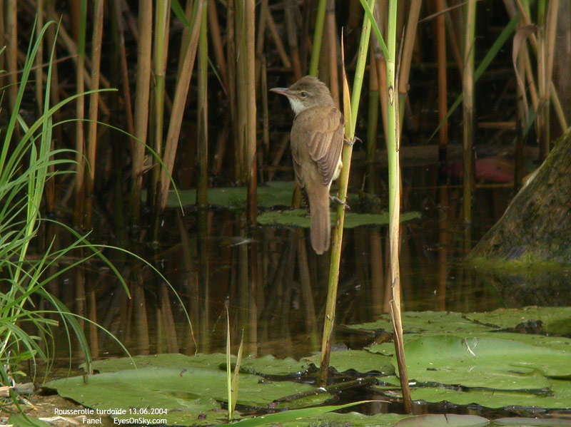 Nature/Birds/Q-S/rousserolle_turdoide_DSCN0038.jpg