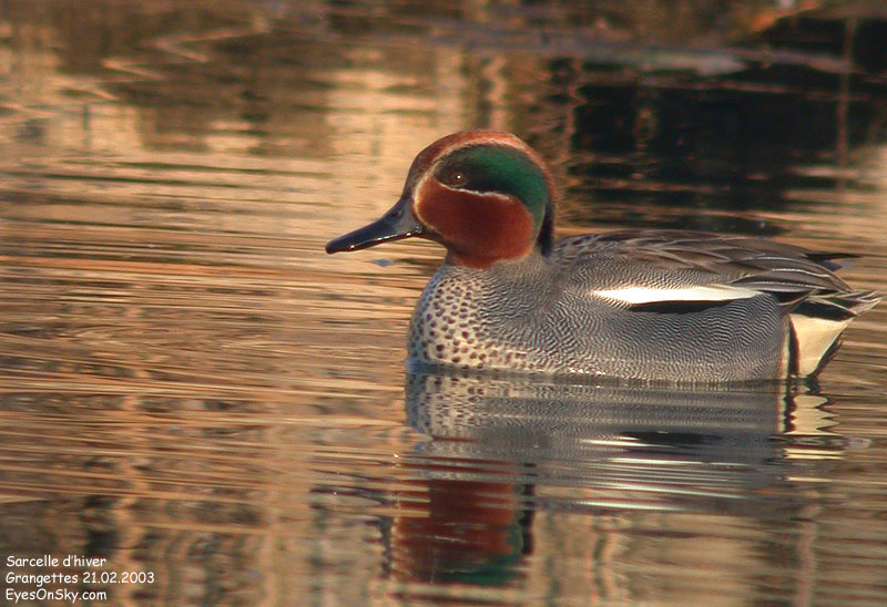 Nature/Birds/Q-S/sarcelle_d_hiver_DSCN8275.jpg