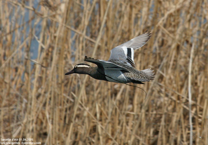 Nature/Birds/Q-S/sarcelle_dete_IMG_8386.jpg