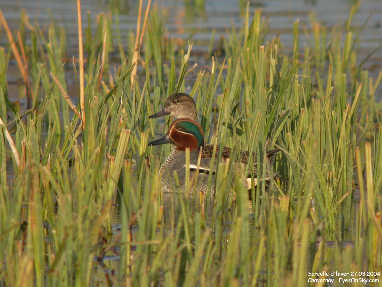 Nature/Birds/Q-S/sarcelle_dhiver_DSCN1863.jpg