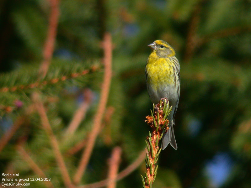 Nature/Birds/Q-S/serin_cini_DSCN9525.jpg