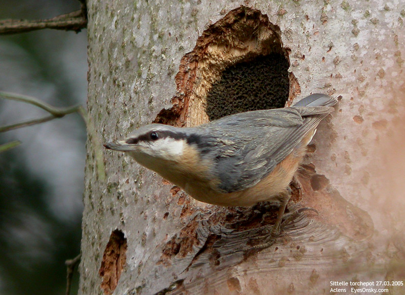 Nature/Birds/Q-S/sittelle_torchepot_DSCN2214.jpg