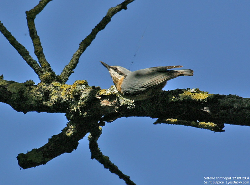 Nature/Birds/Q-S/sittelle_torchepot_IMG_6368.jpg