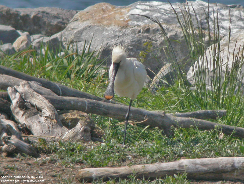 Nature/Birds/Q-S/spatule_blanche_DSCN4921.jpg