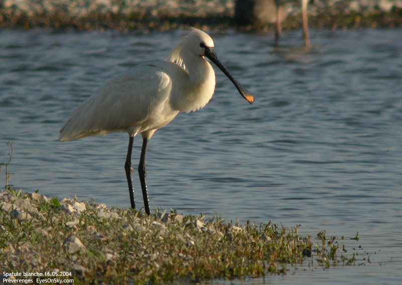 Nature/Birds/Q-S/spatule_blanche_DSCN5037.jpg