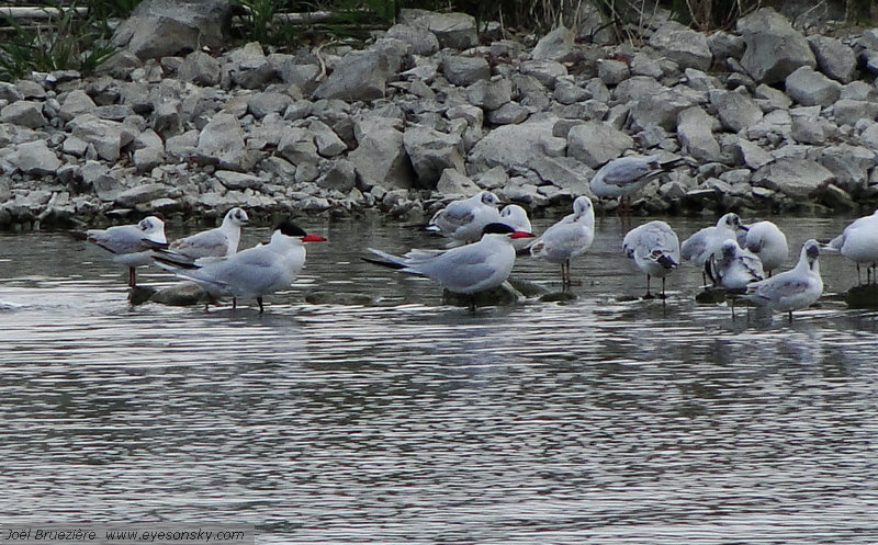 Nature/Birds/Q-S/sterne-caspienne-DSC00761.jpg
