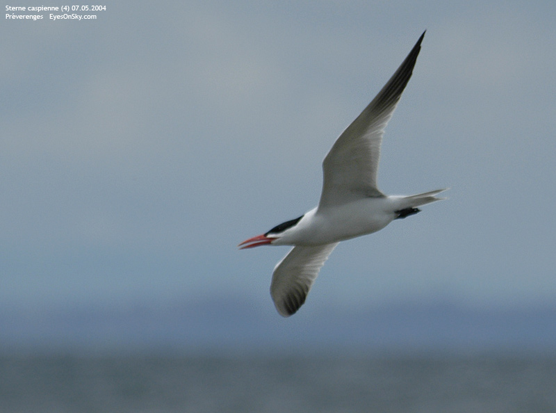 Nature/Birds/Q-S/sterne_caspienne_DSC_8040.jpg
