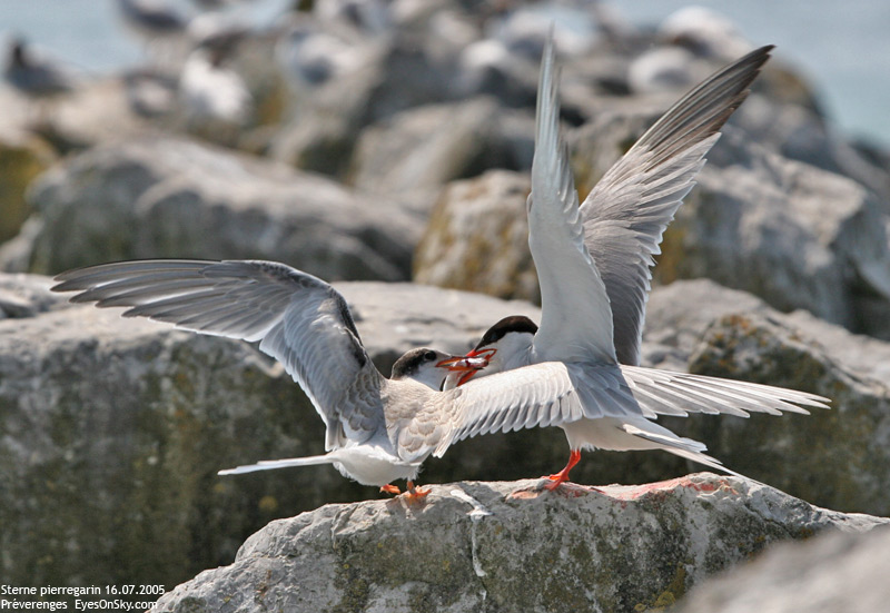 Nature/Birds/Q-S/sterne_pierregarin_IMG_2962.jpg