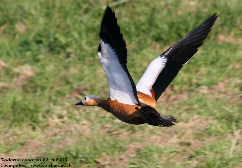 Nature/Birds/T-V/tadorne_casarca_IMG_7532.jpg