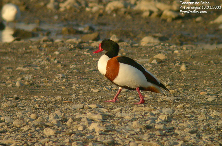 Nature/Birds/T-V/tadorne_de_belon_DSCN8604.jpg