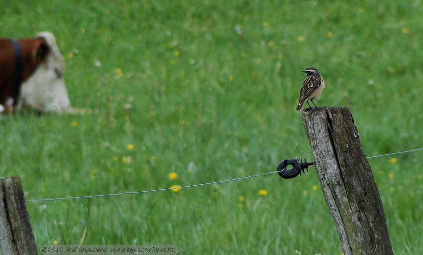 Nature/Birds/T-V/tarier-des-pres-DSC01017.jpg