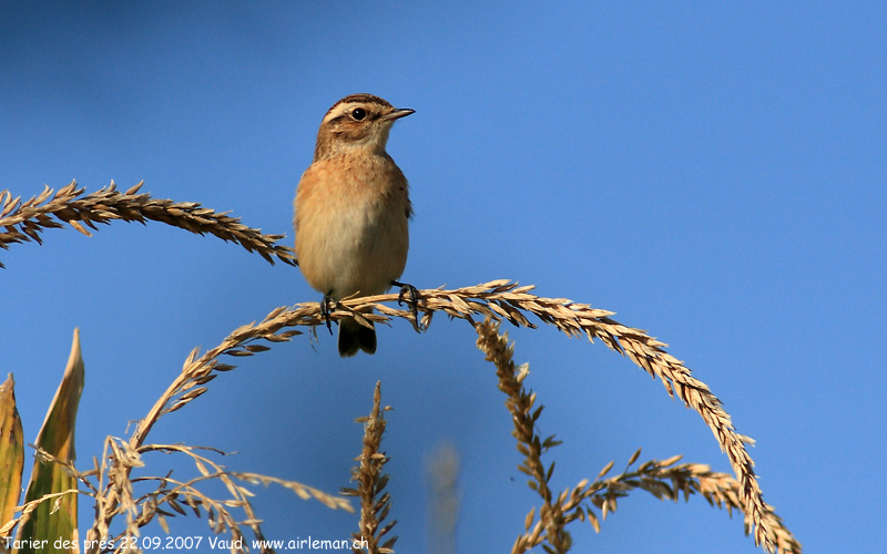 Nature/Birds/T-V/tarier-des-pres-IMG_0390.jpg