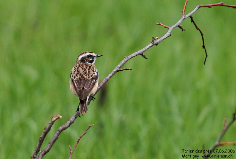 Nature/Birds/T-V/tarier_des_pres_IMG_7410.jpg