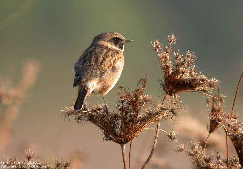 Nature/Birds/T-V/tarier_patre_DSCN6297.jpg