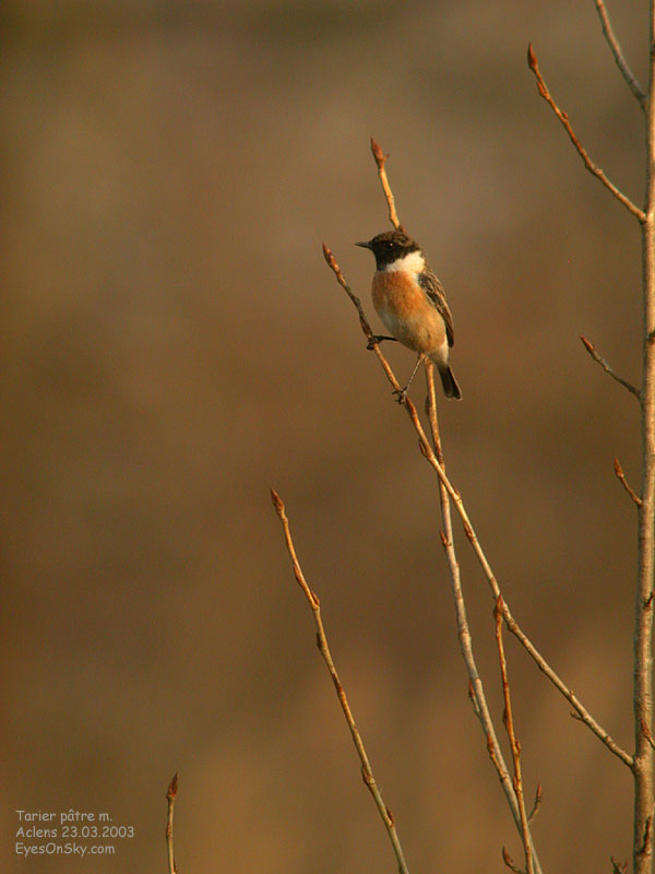 Nature/Birds/T-V/tarier_patre_m_DSCN8908.jpg